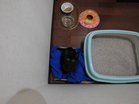 f:id:chai-ko:20170617200636j:plain