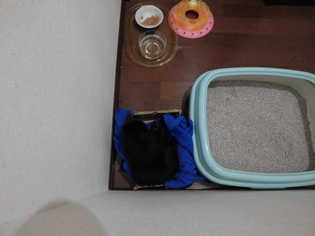 f:id:chai-ko:20170617200640j:plain