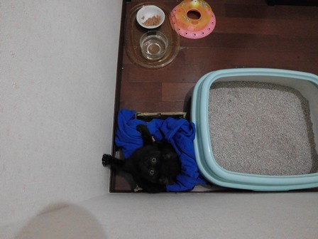 f:id:chai-ko:20170617200832j:plain