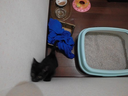 f:id:chai-ko:20170617200854j:plain