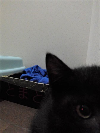 f:id:chai-ko:20170617201021j:plain