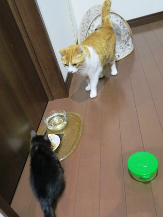 f:id:chai-ko:20170619193801j:plain