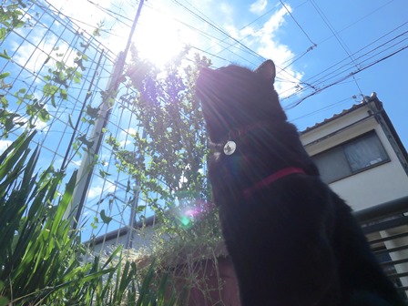 f:id:chai-ko:20170707203315j:plain