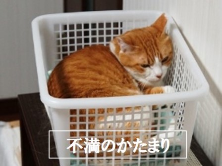 f:id:chai-ko:20170928201338j:plain