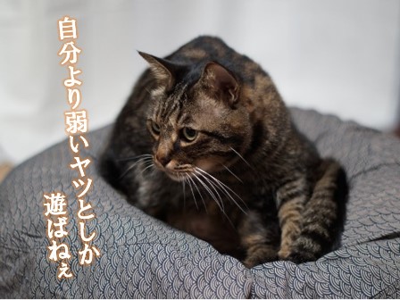 f:id:chai-ko:20171128201742j:plain