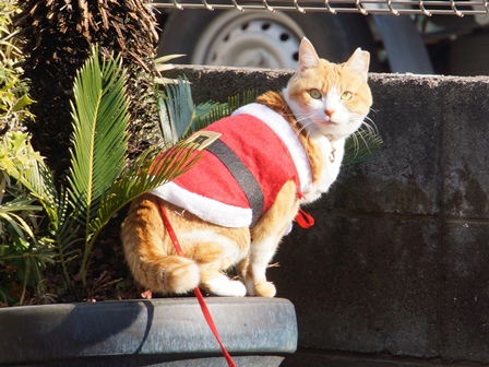 f:id:chai-ko:20171224143448j:plain