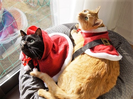 f:id:chai-ko:20171224143611j:plain