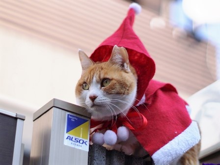 f:id:chai-ko:20171224144243j:plain