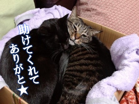 f:id:chai-ko:20180419211653j:plain