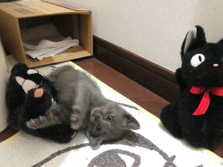 f:id:chai-ko:20180604210139j:plain