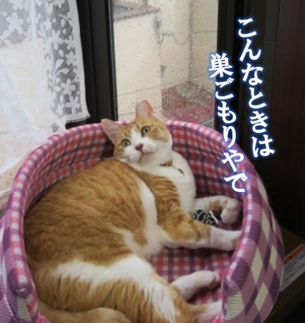 f:id:chai-ko:20180706151706j:plain