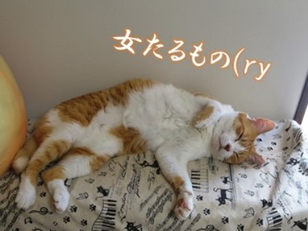 f:id:chai-ko:20180718110437j:plain