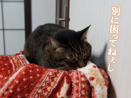 f:id:chai-ko:20181227204033j:plain