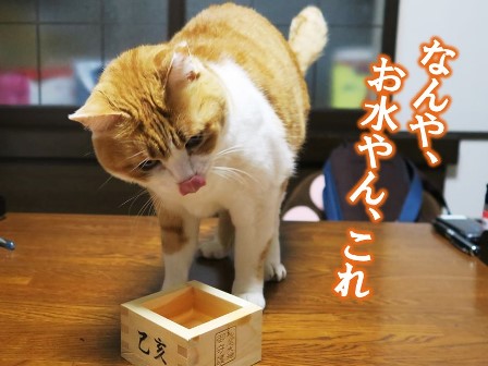 f:id:chai-ko:20190102200230j:plain