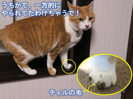 f:id:chai-ko:20190104214420j:plain