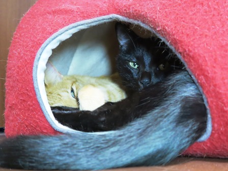叩き起こす 何の変哲もないねこですが Ii