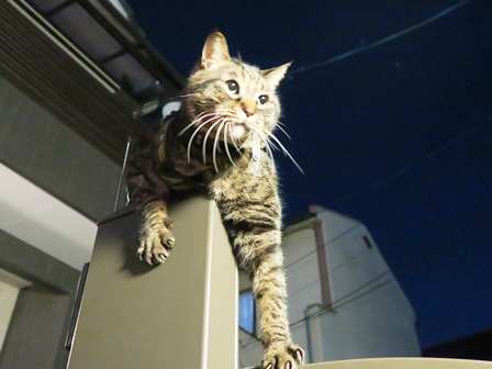 f:id:chai-ko:20190119205200j:plain