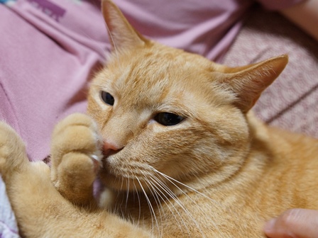f:id:chai-ko:20190527200645j:plain