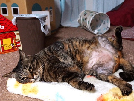 f:id:chai-ko:20190528200904j:plain