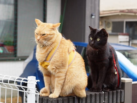 f:id:chai-ko:20190616192232j:plain