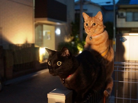 f:id:chai-ko:20190616192736j:plain