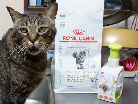 f:id:chai-ko:20190622193432j:plain