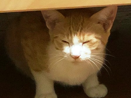 f:id:chai-ko:20190928141348j:plain f:id:chai-ko:20190928141348j:plain