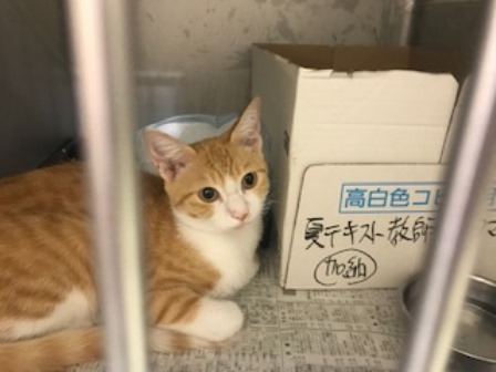 f:id:chai-ko:20190928200944j:plain f:id:chai-ko:20190928200944j:plain