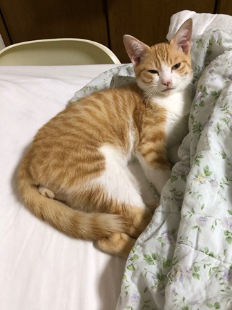 f:id:chai-ko:20190930193600j:plain