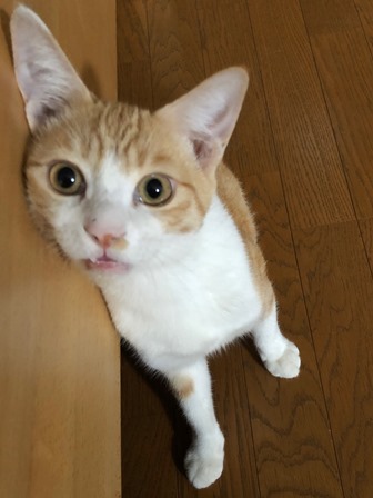 f:id:chai-ko:20190930193919j:plain