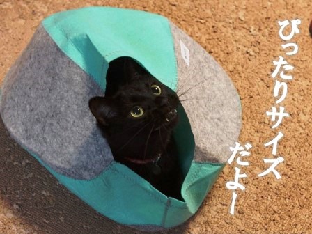 f:id:chai-ko:20191005185728j:plain f:id:chai-ko:20191005185728j:plain