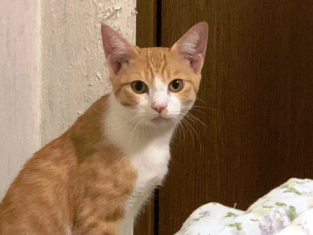 f:id:chai-ko:20191006195032j:plain f:id:chai-ko:20191006195032j:plain