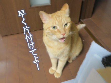 f:id:chai-ko:20191008200558j:plain f:id:chai-ko:20191008200558j:plain