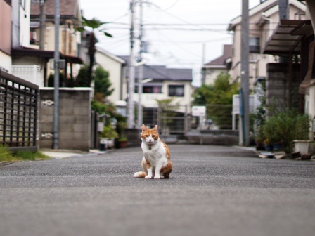 f:id:chai-ko:20191113182647j:plain