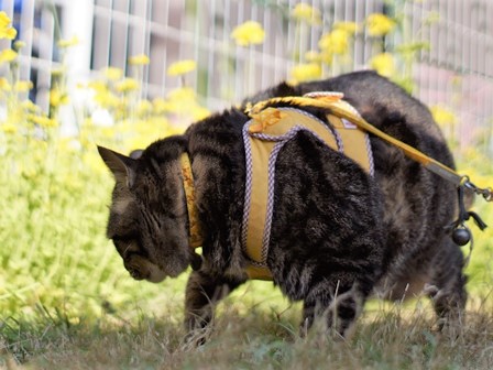 f:id:chai-ko:20200418201021j:plain