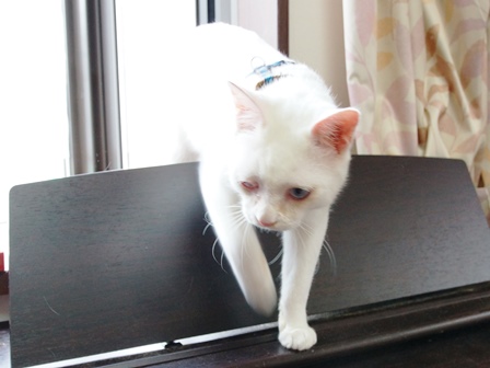 f:id:chai-ko:20200603205847j:plain