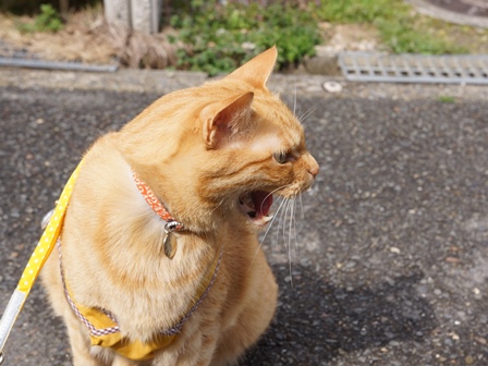 f:id:chai-ko:20200806124121j:plain