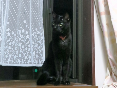 f:id:chai-ko:20201005201452j:plain