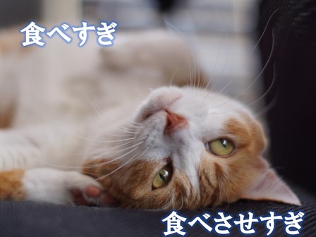 f:id:chai-ko:20201023203054j:plain