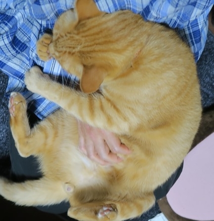f:id:chai-ko:20201112200528j:plain