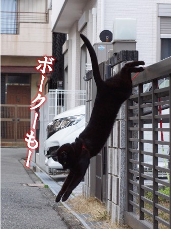 f:id:chai-ko:20201120203729j:plain