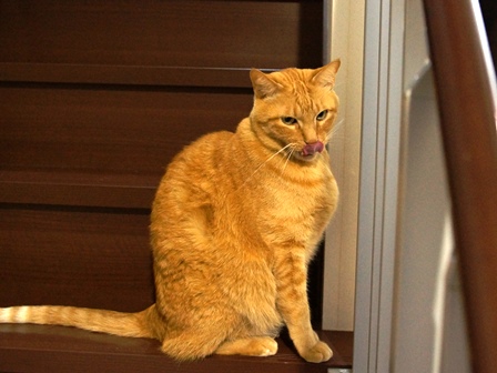 f:id:chai-ko:20201205191117j:plain