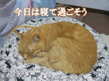 f:id:chai-ko:20201208174812j:plain