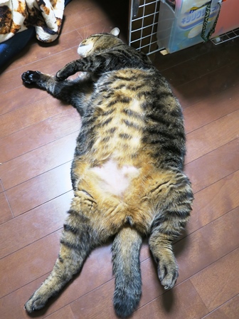 f:id:chai-ko:20210218195159j:plain