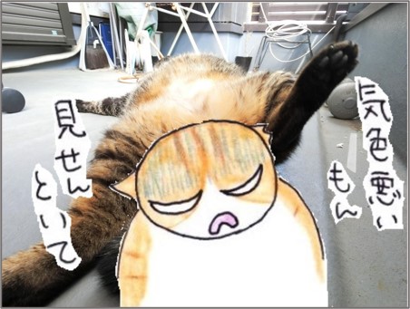 f:id:chai-ko:20210428200608j:plain
