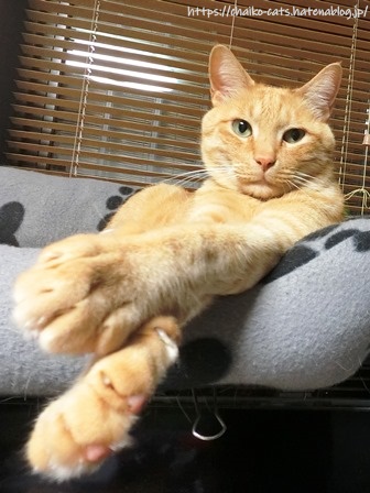 f:id:chai-ko:20210511201243j:plain