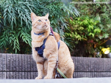 f:id:chai-ko:20210511201508j:plain