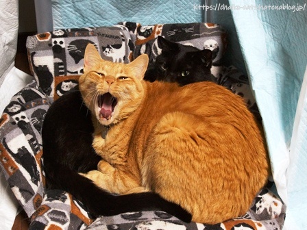 f:id:chai-ko:20210512200441j:plain