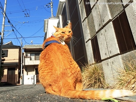 f:id:chai-ko:20210512200653j:plain