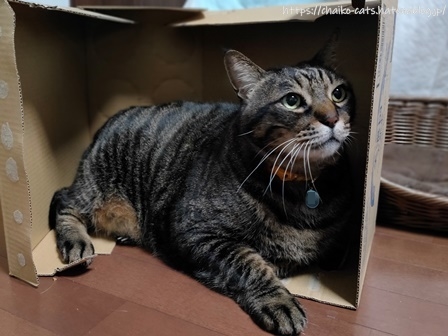 f:id:chai-ko:20210704184727j:plain